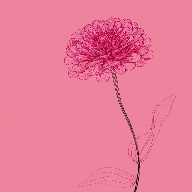 Pink Zinnia Flower Line Drawing Stylish and Fun