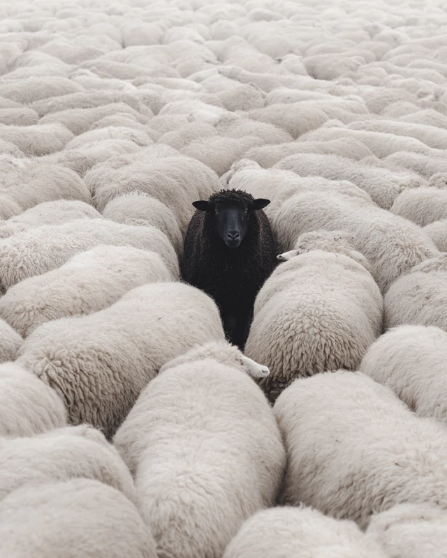 Black Sheep Individuality and Uniqueness