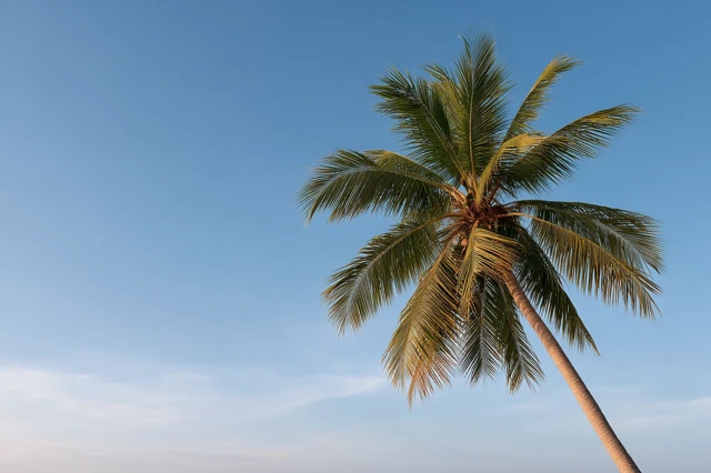 Minimalist Palm Tree Against Clear Sky
