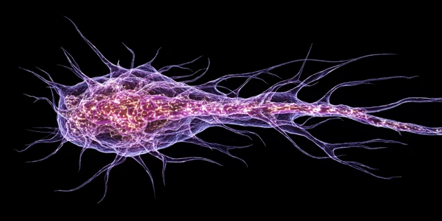 Microtubules Stabilized by LIPUS: Scientific Illustration