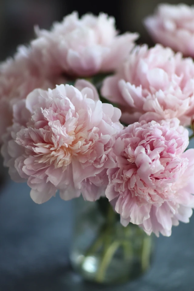 Pale Pink Peonies Delicate Flower Photography