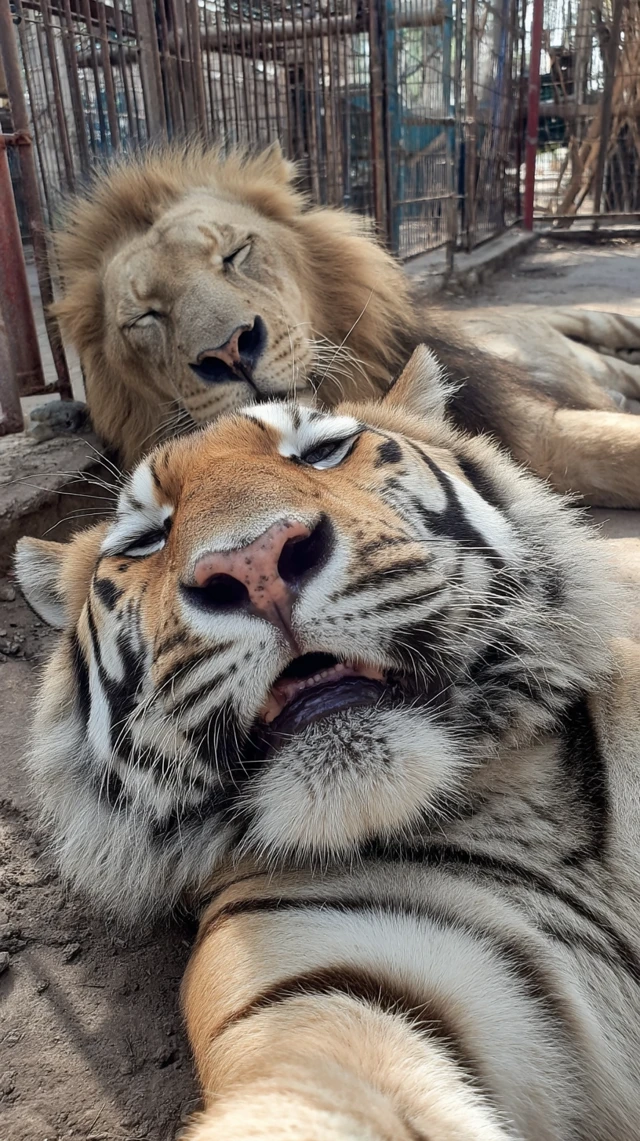 Lion and Tiger Zoo Photo