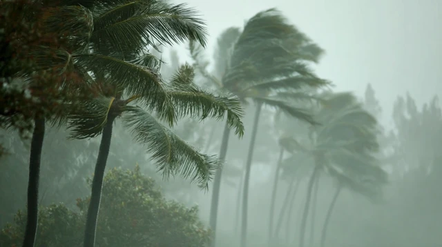 Hurricane in Hawaii Tropical Trees