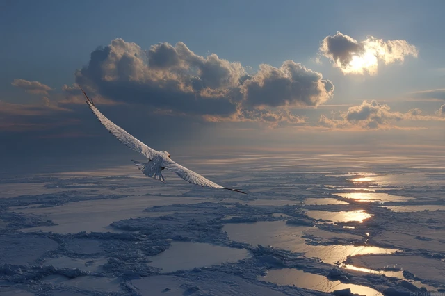 Phantom Firebird Over Frozen Sea