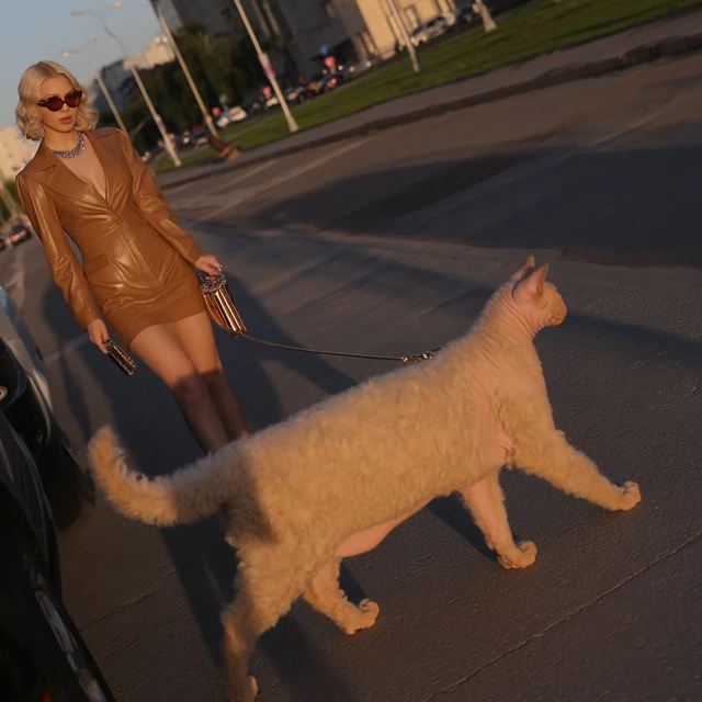 Giant Cat Fashion Fantasy Dnipro Ultra Luxury