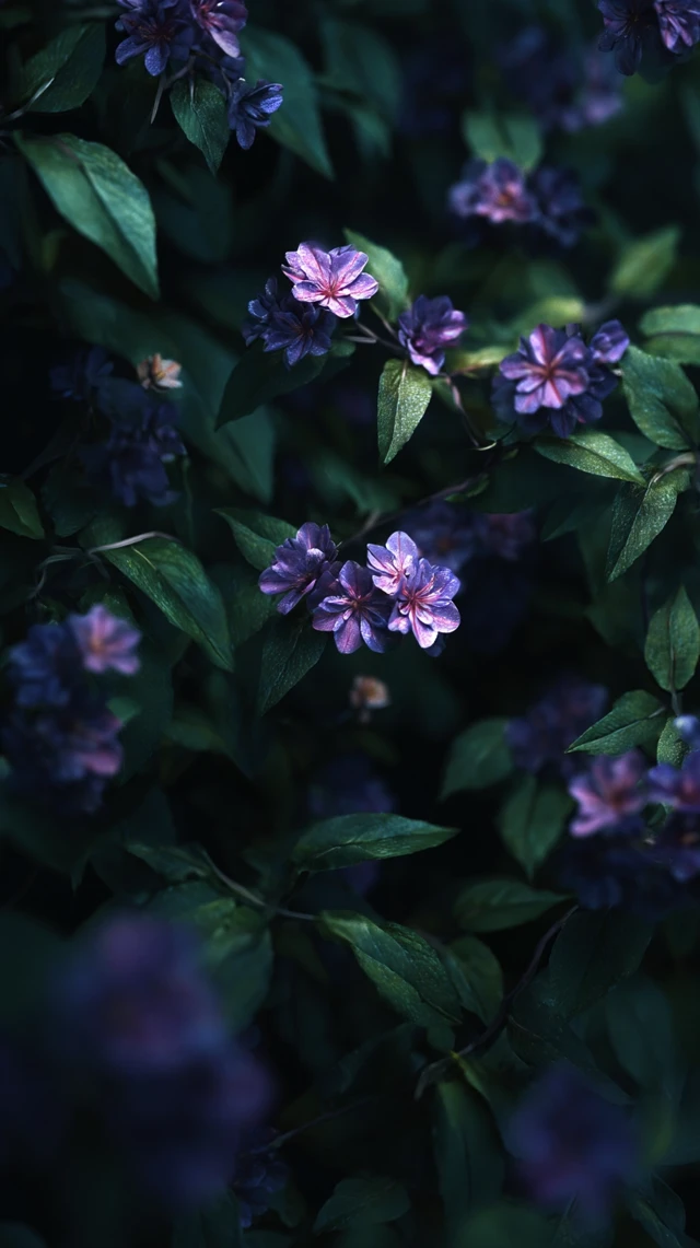 Lilac Flower Garden Photography Ultra HD
