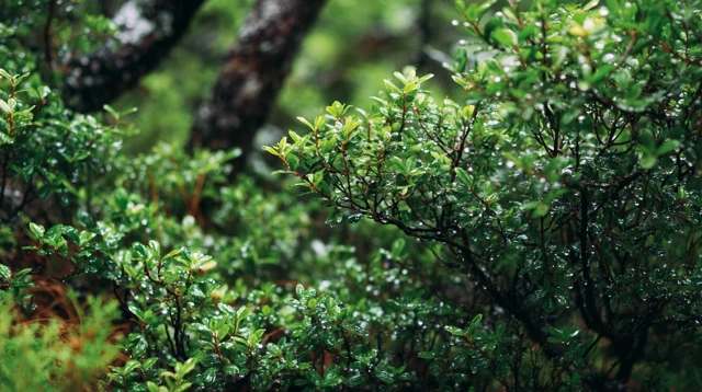 European Forest Shrubs After the Rain Closeup