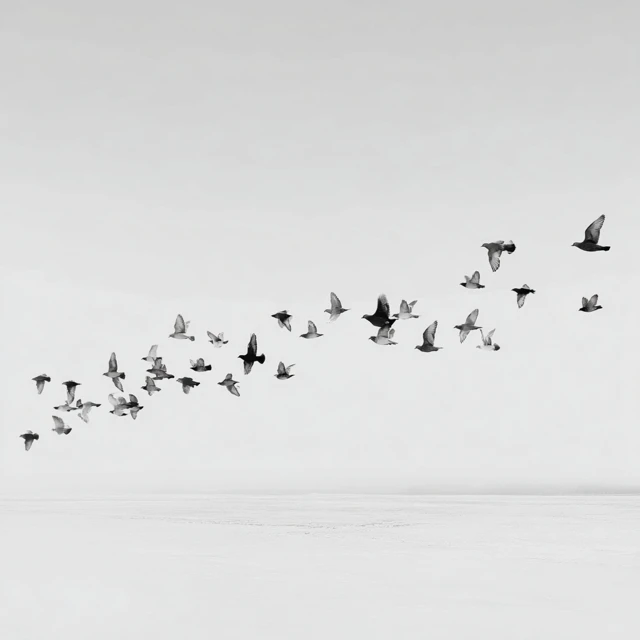 Birds in Formation Over Snow Horizon