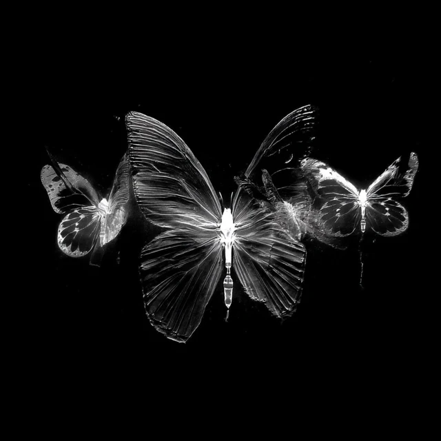 Butterfly Wings Monochrome Black and White Art