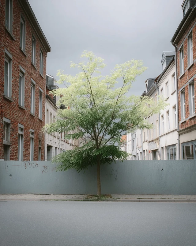Street Photography Tree and House