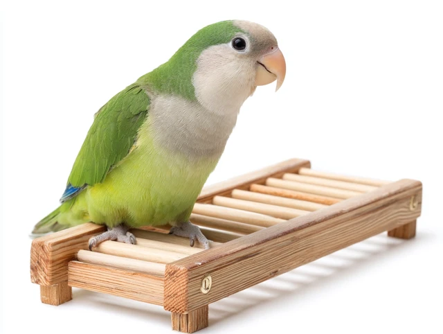 Parrot on Perch Stand Ladder Isolated on White