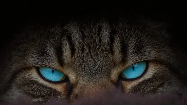 Devious Cat With Two Different Colored Eyes