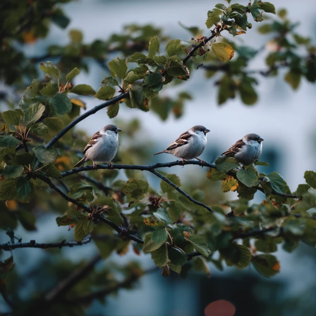 Birds on a Branch Beautiful Nature Photography