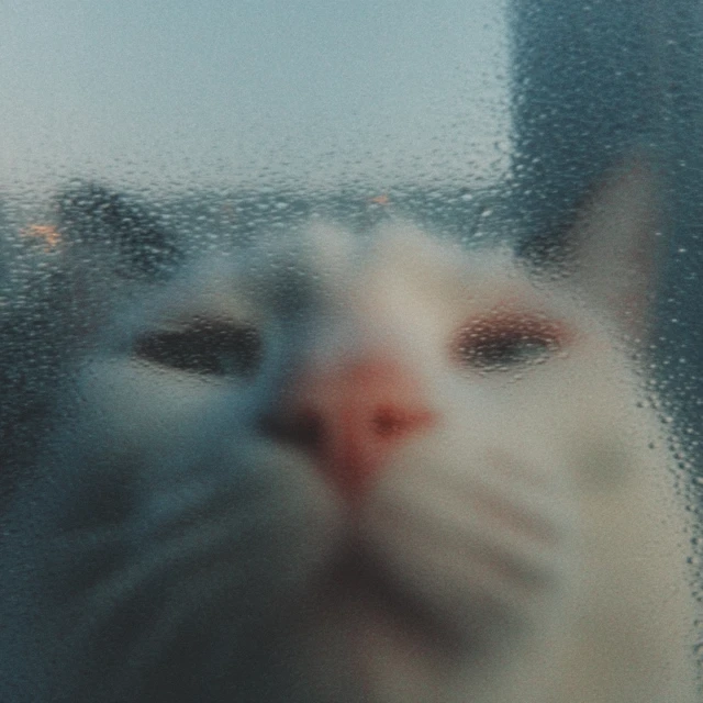 Cute Cat Portrait Raindrops Window Saul Leiter David Hockney