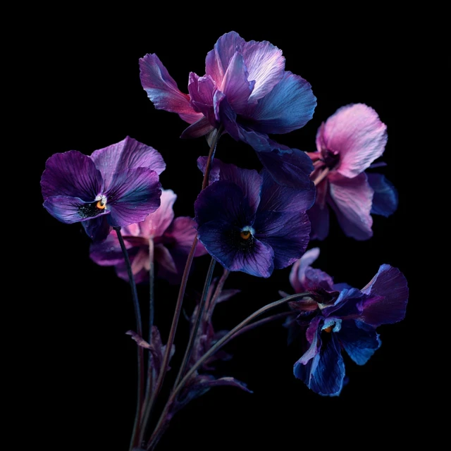 Violet Flowers on Black Background Photography
