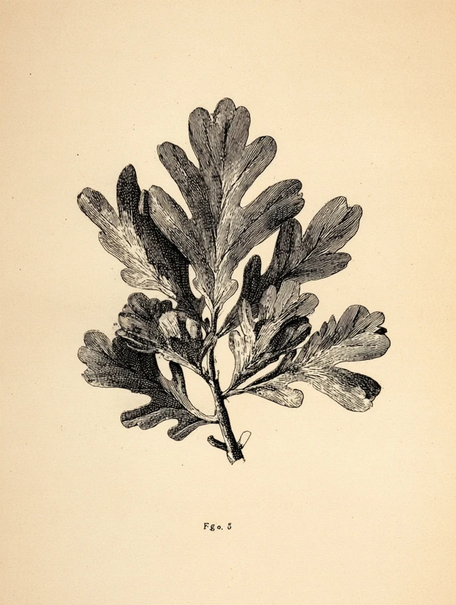 Botanical Juniper Branch Illustration Vintage Engraving