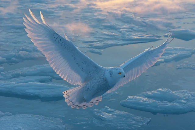 Phantom Firebird Over Frozen Sea