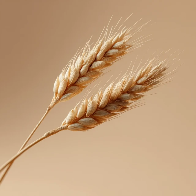 Wheat Photography Beige Background Professional Lighting