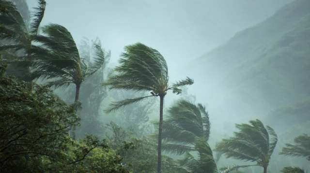 Hurricane in Hawaii Tropical Trees
