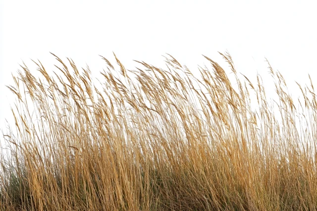 Tall Wild Grass Isolated on White Background