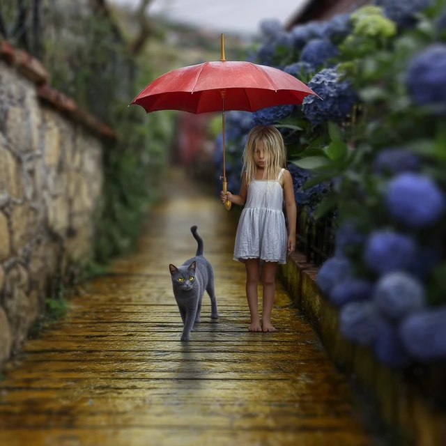 Rainy Alleyway Girl Hydrangeas and a Cat