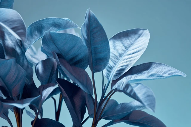 Blue Tropical Leaves Foliage Plant Nature Photography