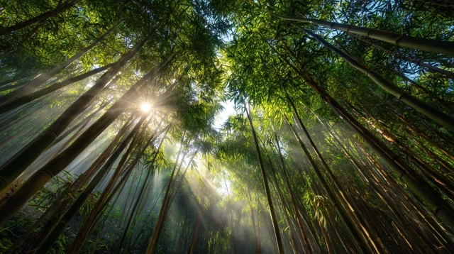 Bamboo Forest Sunlight Serene HD