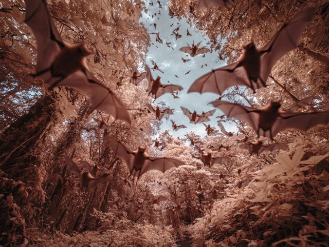 Bats Flying in Woodland Infrared Image
