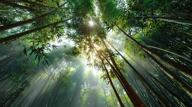 Bamboo Forest Sunlight Serene HD