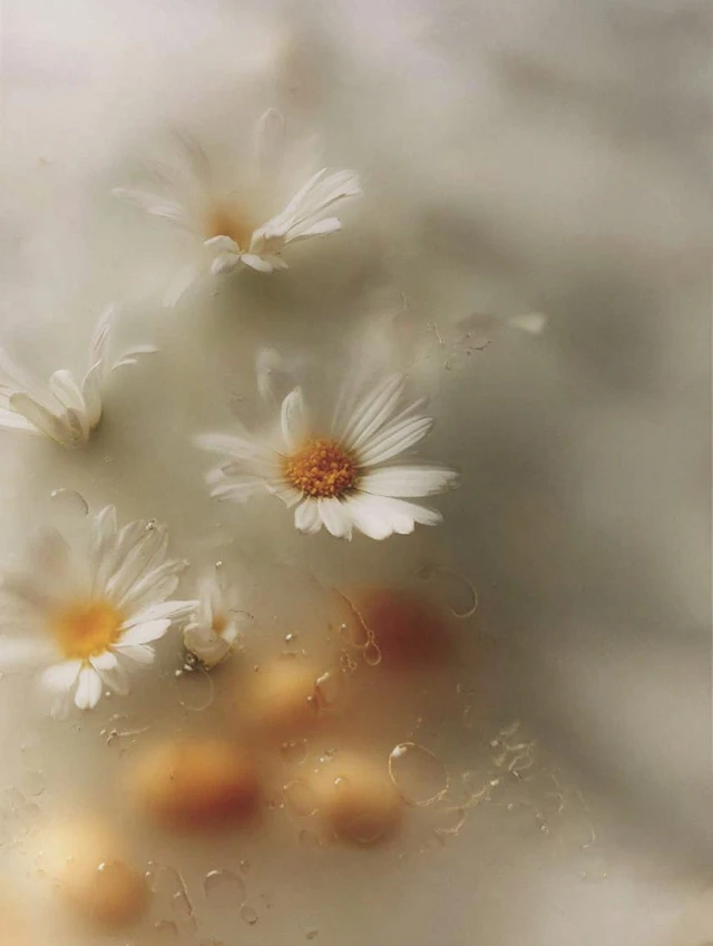 Daisy Flowers and Macadamia Nuts Still Life