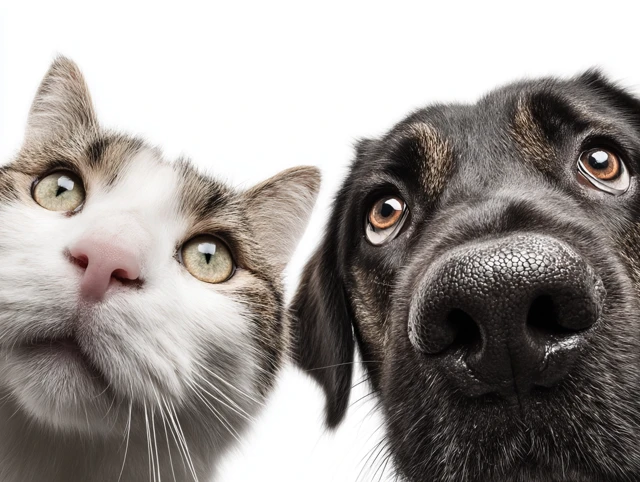 Funny Cat and Dog Looking Up