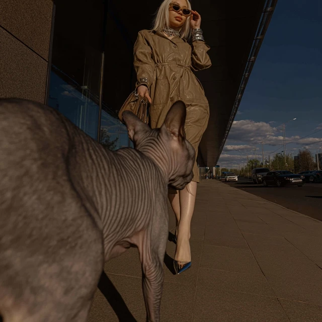 Giant Cat Fashion Fantasy Dnipro Ultra Luxury