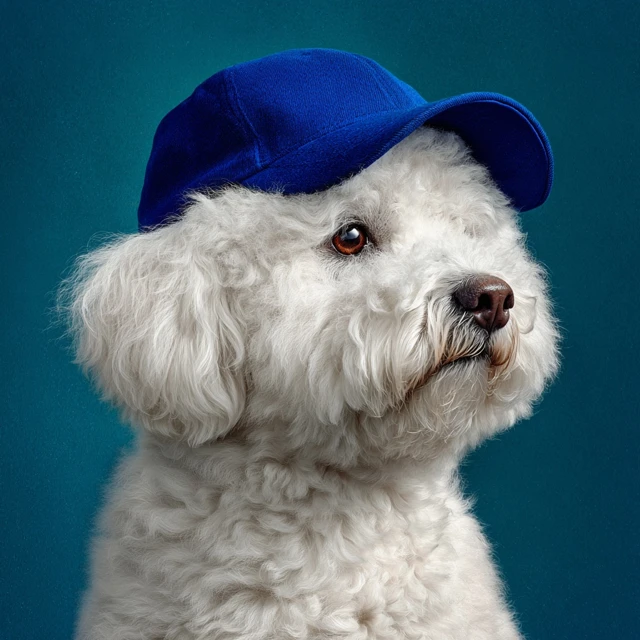 Bichon Frise Dog in Blue Cap Photorealistic