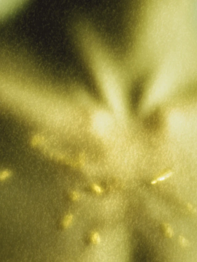 Chiaroscuro Horror Art with Gold Radiance