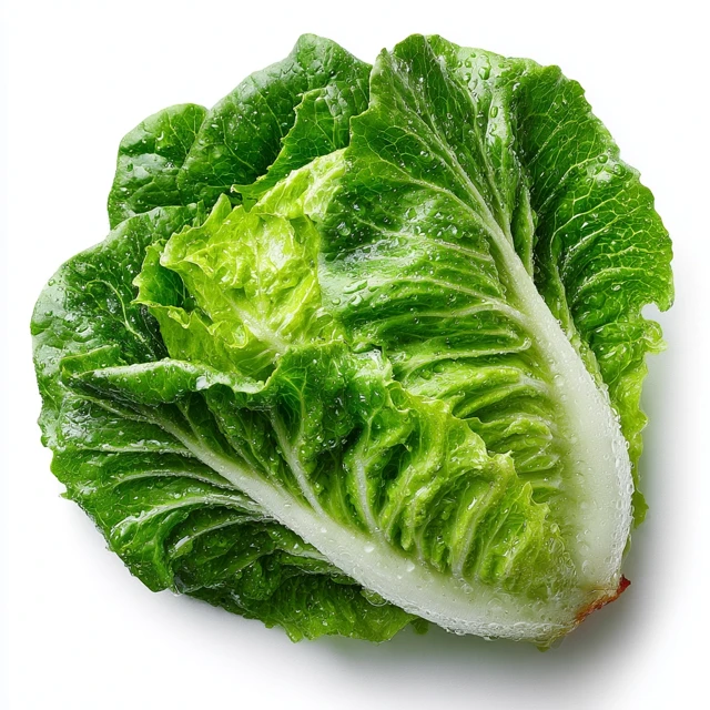 Fresh Iceberg Lettuce Leaf on White Background