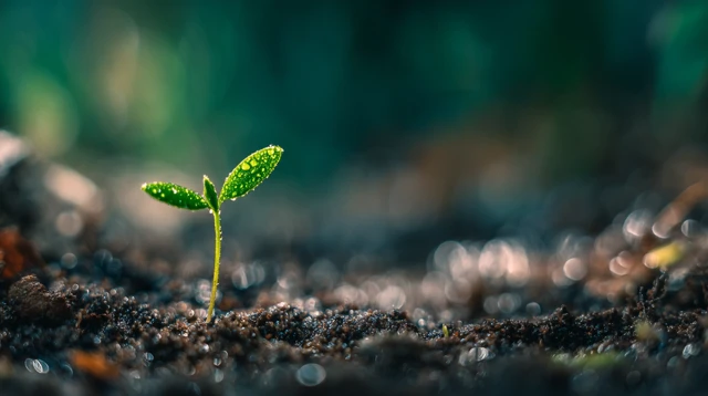 Green Sprout Emerging from Soil Renewal and Hope
