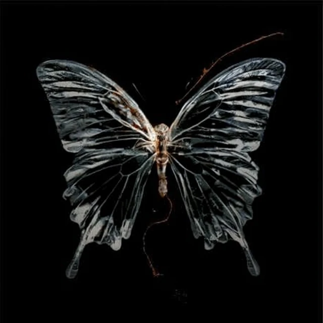 Transparent Butterfly Art on Black Background