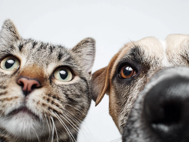 Funny Cat and Dog Looking Up