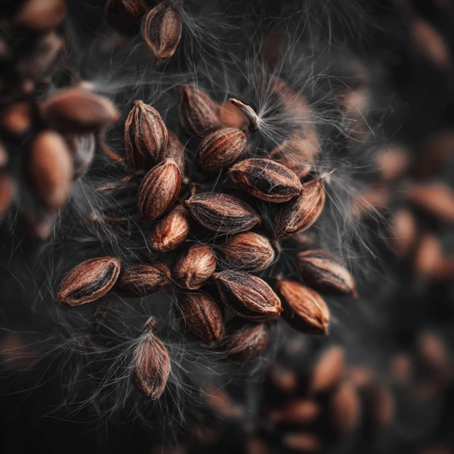 Evil Fantasy Seeds Natural Background Photo