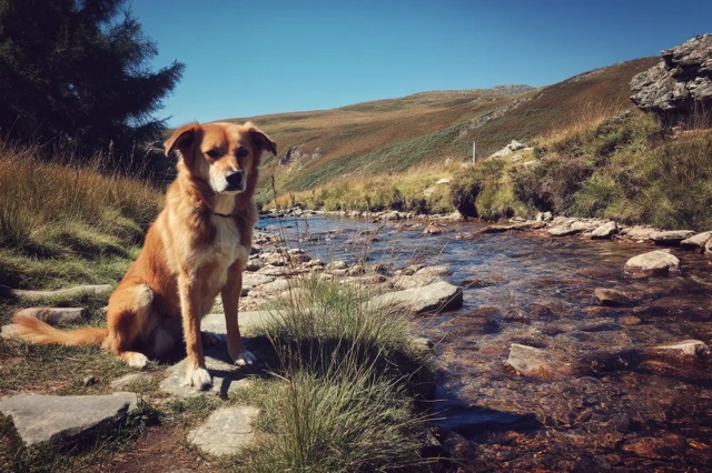 Dog by Stream Sunny Day Nature Photography