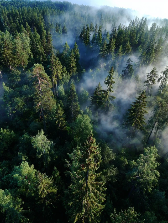 Aerial View of Coniferous Forest in Mist