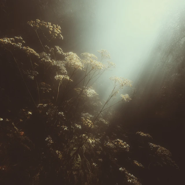 Forest Scene Conceptual Photography with Cinematic Light