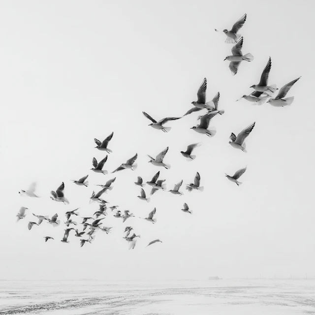 Birds in Formation Over Snow Horizon