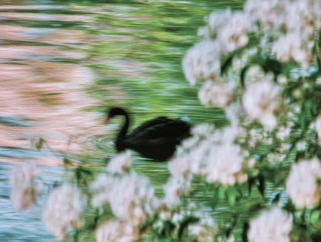 Black Swan on Water with Flowers