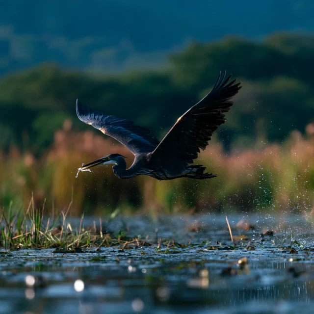 Heron Hunting Fish in Shimmering Water
