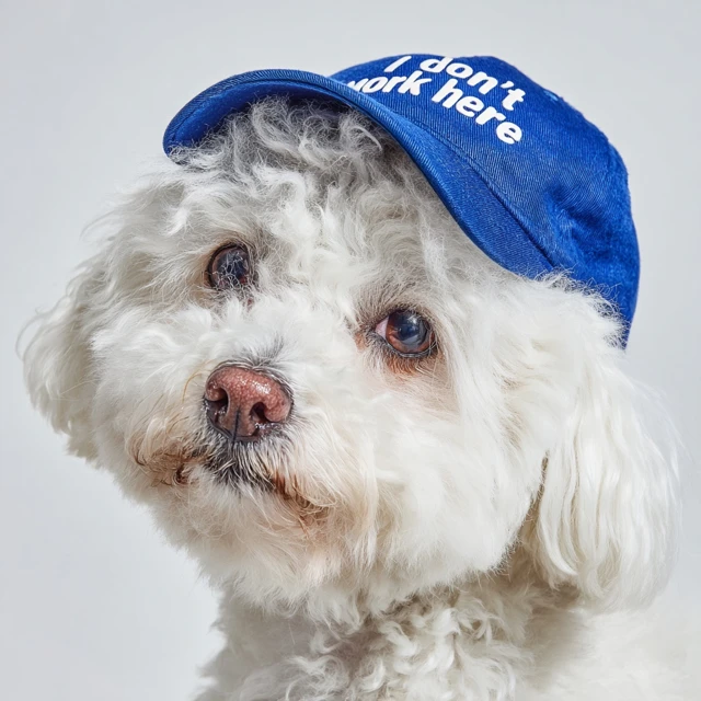 Funny Bichon Frise Dog Wearing I Dont Work Here Cap