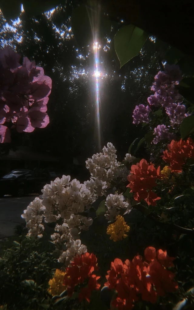 Lush Colorful Lomograph Photo of Flowers