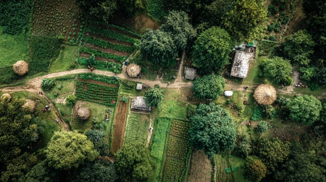 Indian Farm Village Overhead View Cows and Farmers