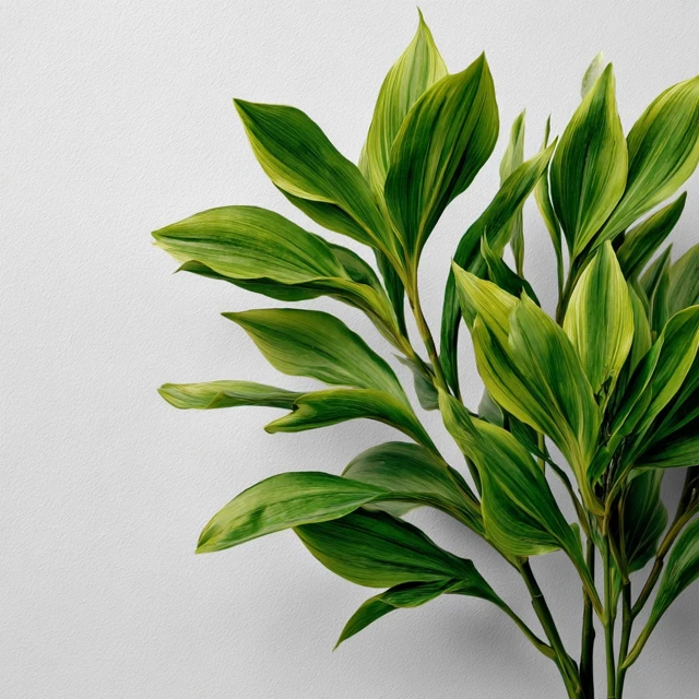 Green Plant Against White Background