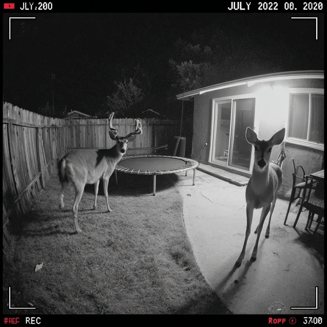 Deer on Trampoline Night Vision Backyard Security Cam Footage